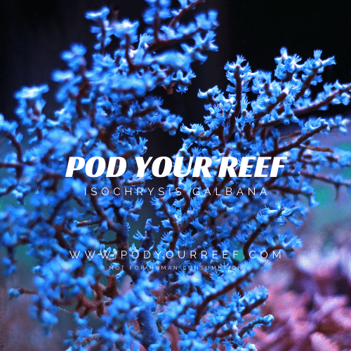 Blue coral with text overlay 'POD YOUR REEF' and website URL.