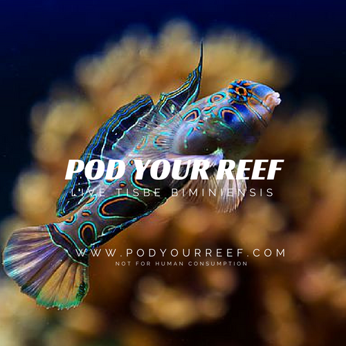 Tisbe Biminiensis Reef Copepods