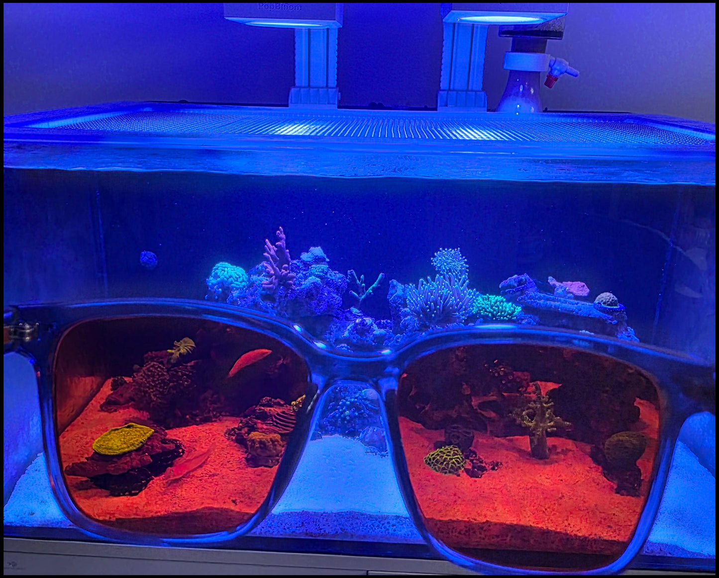 Orange Lensed Reef Glasses