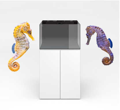 Seahorse 35 Gallon AIO Kit