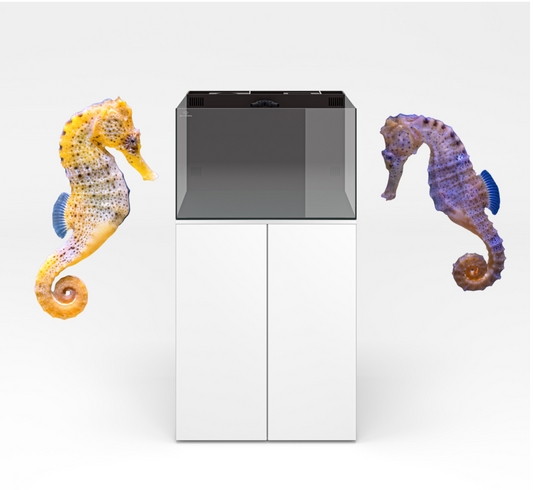 Seahorse 35 Gallon AIO Kit