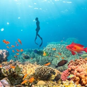 Colorful underwater scene with a diver and various fish near a coral reef.