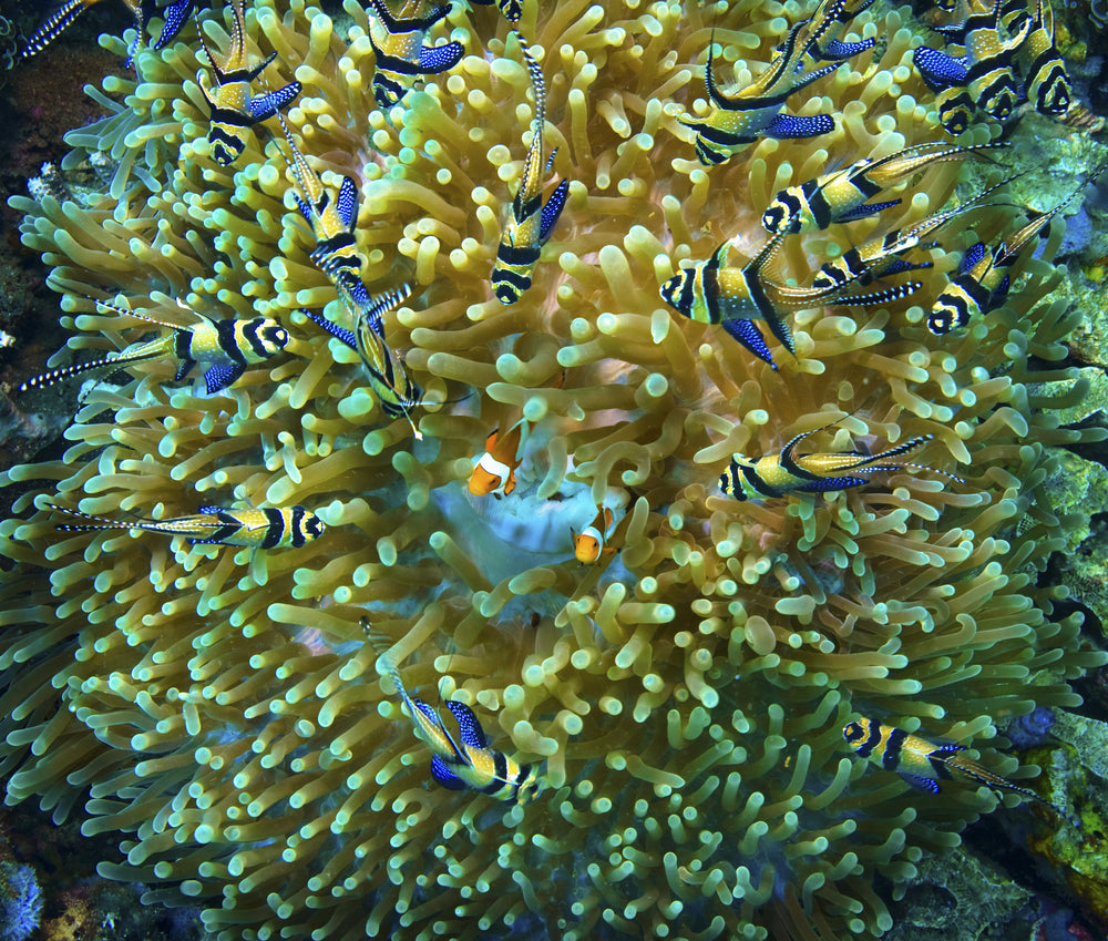 Colorful fish around a large coral structure in an underwater setting